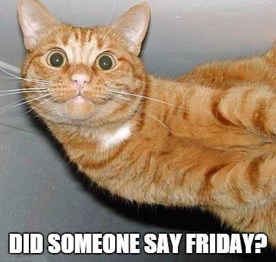 did-someone-say-friday-cat-1 – We Love Cats Forever